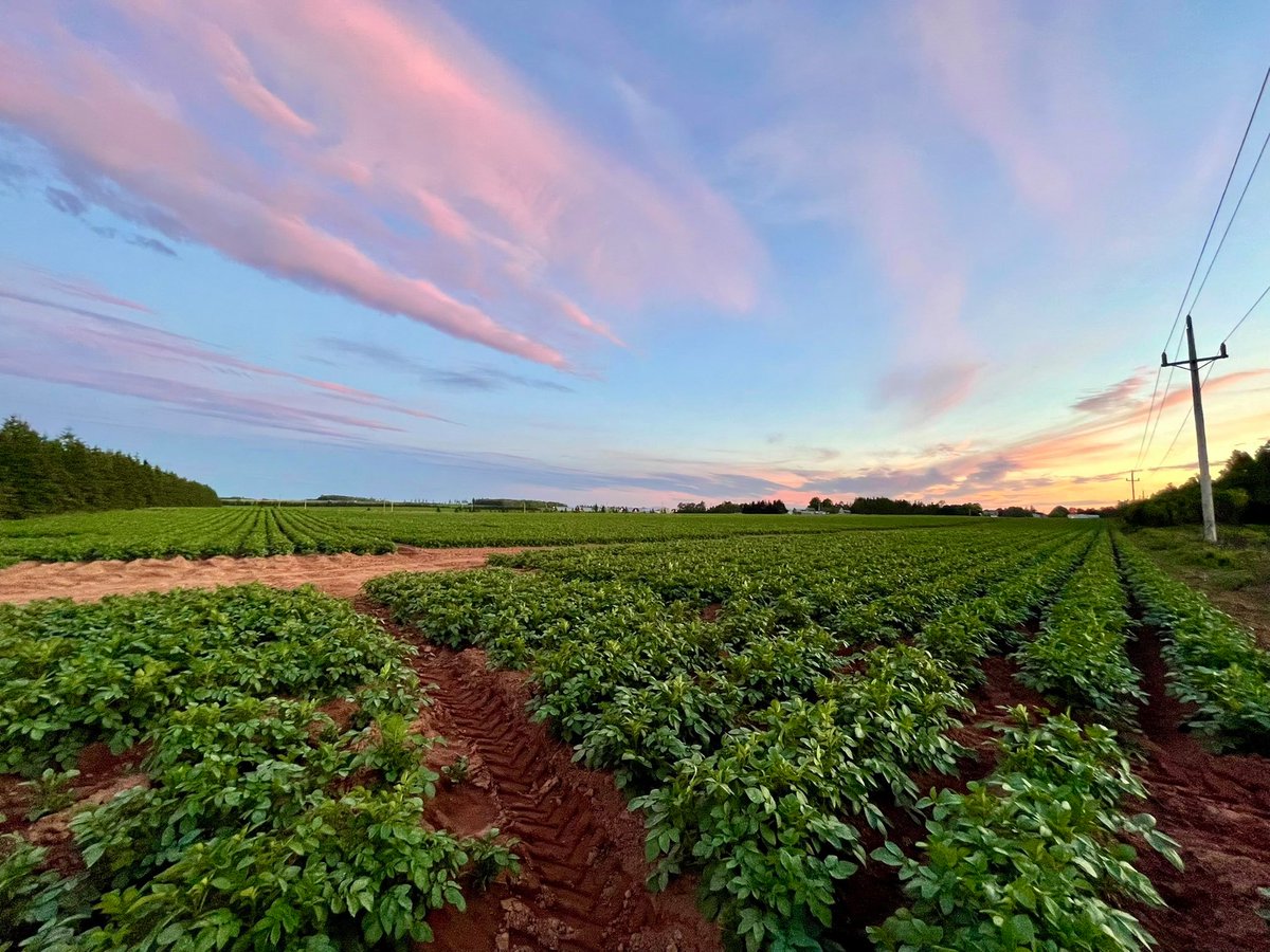 It may be cold and gloomy outside, but mentally, we are here: skies of blue and rows of red!

📷: <a href="/skylerBluePEI/">Skyler Blue 👨‍🌾 🚜 🌱🥔 🚛 🍟 🇨🇦</a>

#PEIPotatoes #Potatoes #ILovePEIPotatoes #ISupportPEIPotatoes #CanadasFoodIsland #CanadianFarmers #CanadianAgriculture #PEI