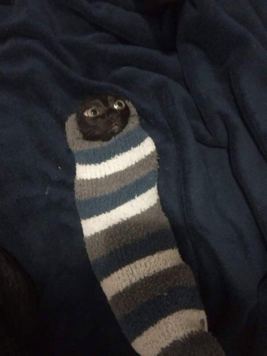 Cats with their heads held back tweet media