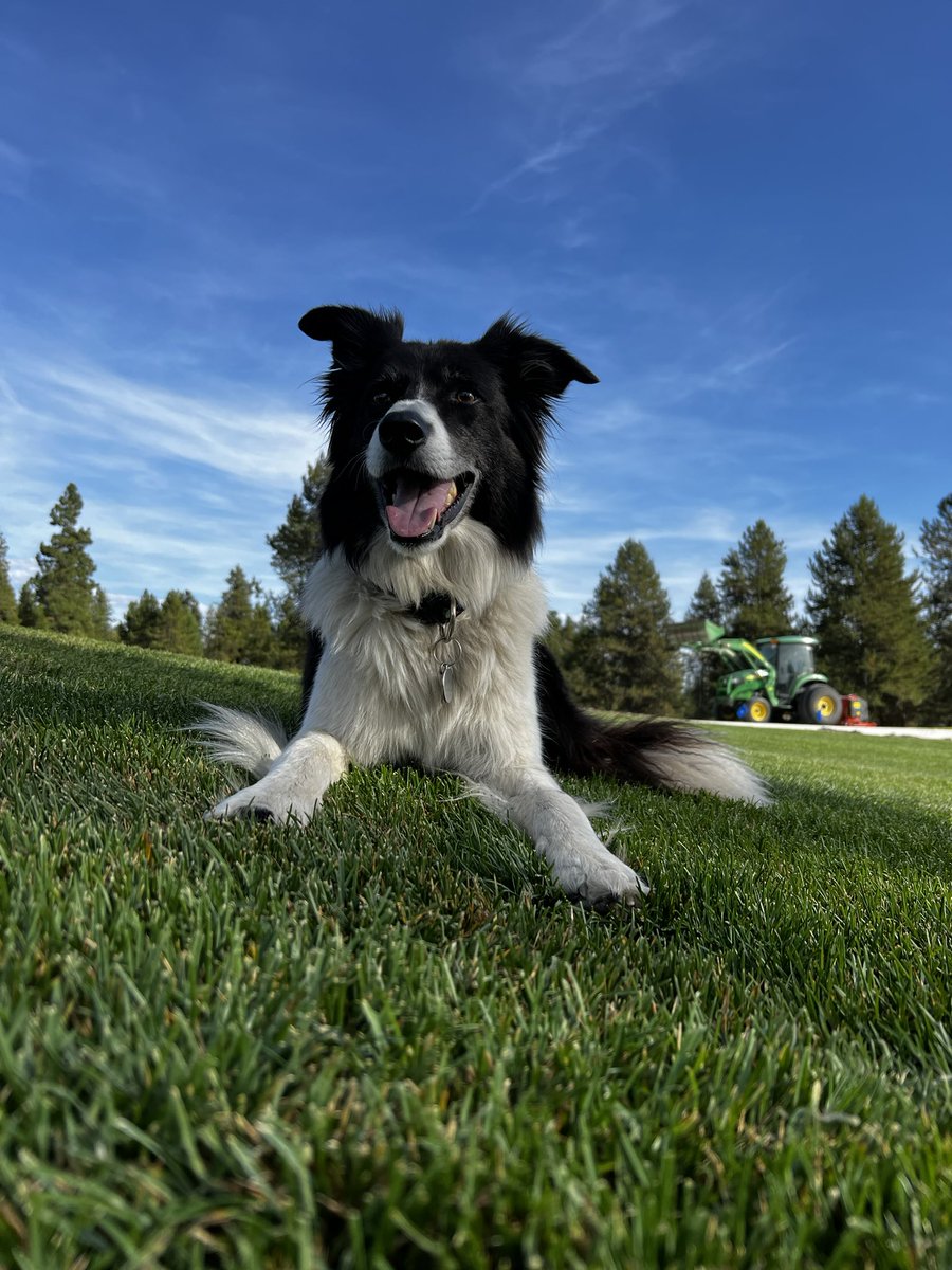 Vote for me. WILLY! 🗳️ @GCSAA @DogsOfTurf @TerryHillsMaint