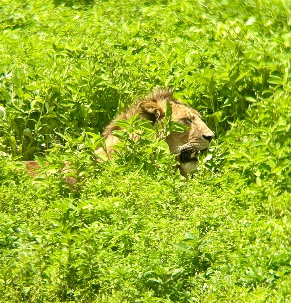 Just promoted to Research Associate(equiv. to non-tenured Asst. Prof.) in <a href="/CornellCALS/">Cornell CALS</a> 
A  pic of my current mood:  mentally visualizing the juggling of new research, new/old responsibilities,  grant writing, student supervision, academic service ... open to advice!