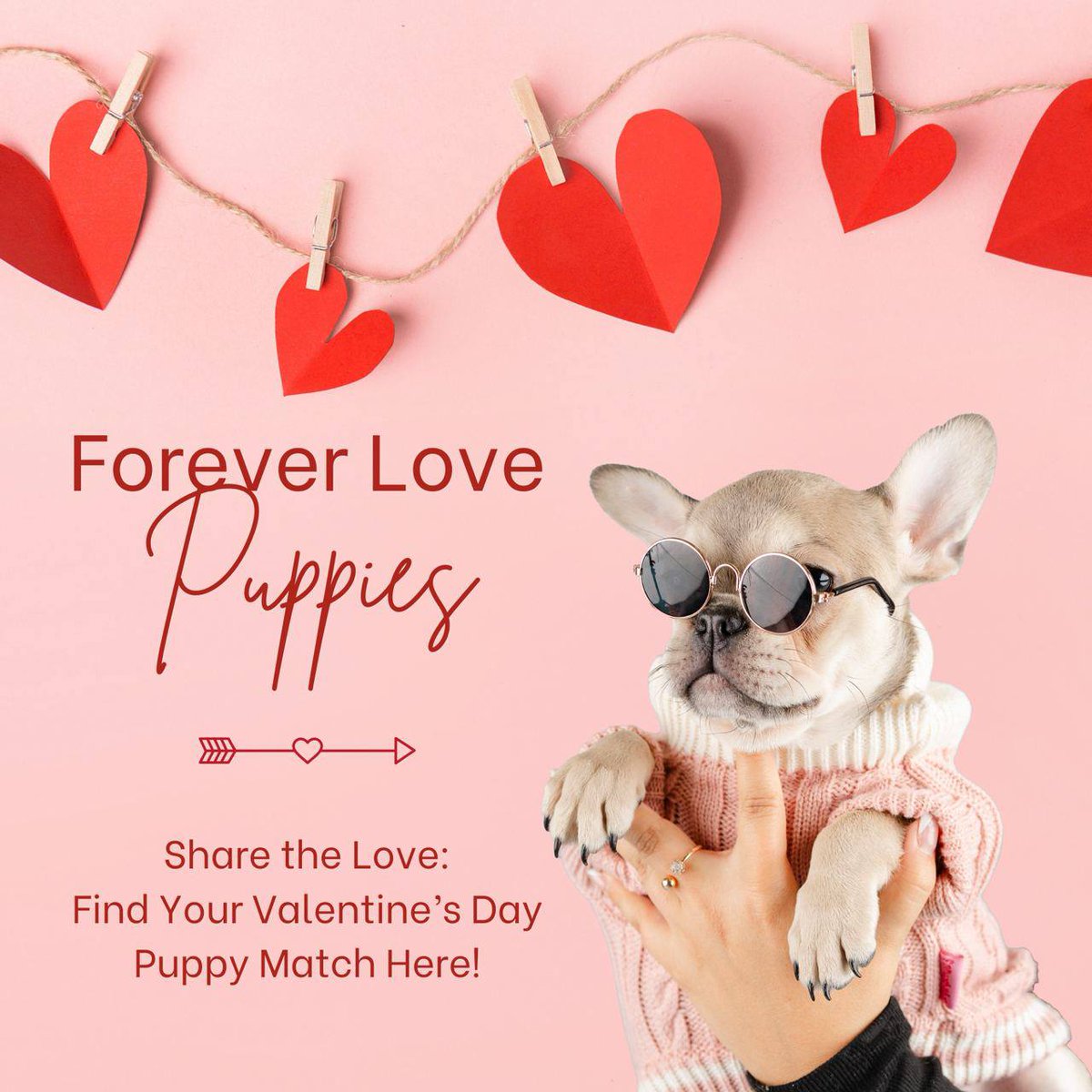 Valentine's Pawsome Sale Begins – Brimming with Love, Savings, and So Much More! — until 2/14/24

📞Call us at 305-812-1920

🐾Puppy Store Boutique in Miami
12767 SW 88th St
Miami, FL 33186