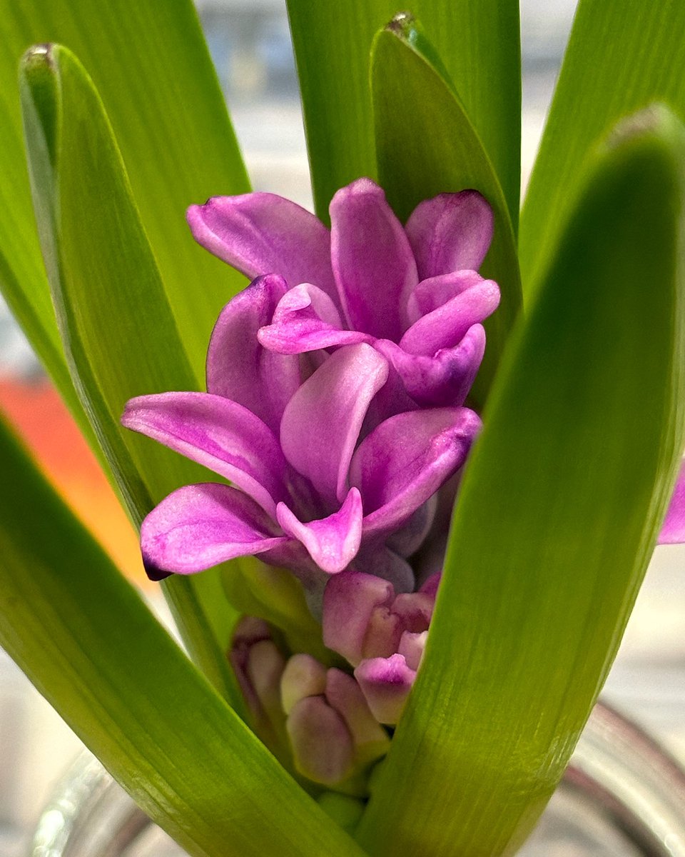botanyscholar's tweet photo. We have some flowers growing ๐ชป๐ชป๐ชปJust a nice 48 days until the first day of Spring ๐๐ #whatsblooming #hyacinth #asparagaceae #flowers #flowerphotography #floweringbulbs #bulbs #hellospring #springvibes #botanyscholar #happywednesday https://t.co/Orh0OwNJvc