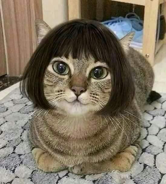 DETECTlVEDREAM's tweet photo. me after cutting my own hair because no hairdresser understands my vision https://t.co/JVtUb3qROy