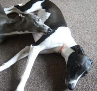 #LOST #DOG MAGGIE 
Young Adult Female #Whippet White & Black
#Missing Jumped fence in garden at 12pm 
#HindleyGreen #Wigan #WN2 North West 
Wednesday 31st January 2024
NEW TO THE AREA 
Photo is a Dog with similar markings 
#DogLostUK #Lostdog #ScanMe 

doglost.co.uk/dog/190160
