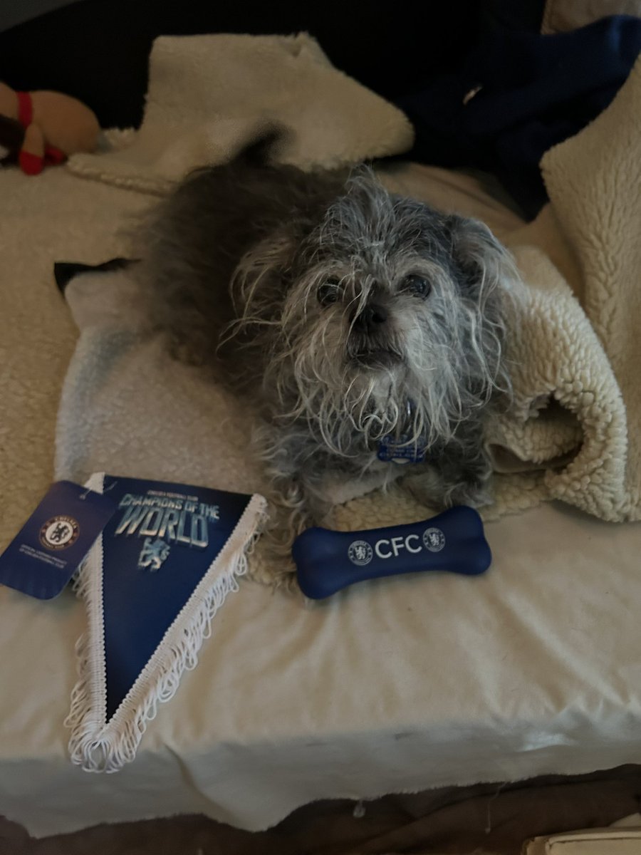 Kazwhitehead1's tweet photo. #ChelseaFC @ChelseaFC #CFC #LivChe #LIVCHE 💙#Munkey #GOCHELSEAGO !!! #KTBFFH #Munkey https://t.co/1tp7USCkmy