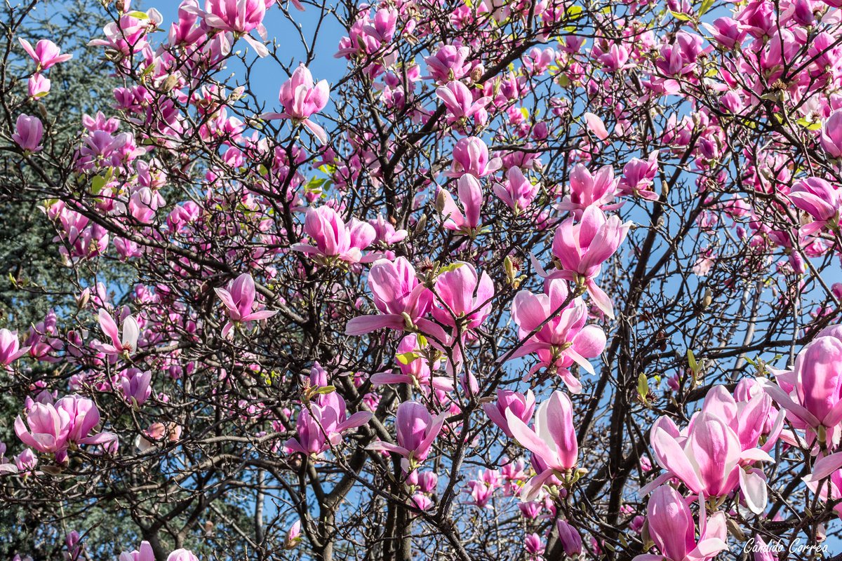 Candidotw's tweet photo. ¿Quién le dice a los magnolios de Cuatro Caminos que hoy termina enero? #Coruña https://t.co/cvdx3bxMXs