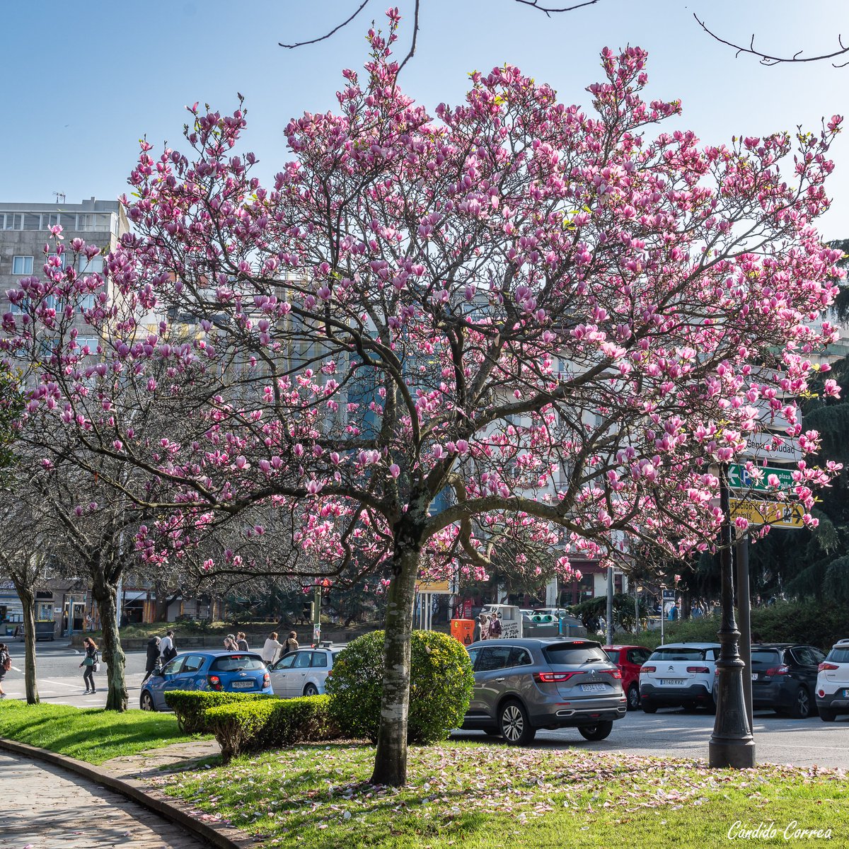 Candidotw's tweet photo. ¿Quién le dice a los magnolios de Cuatro Caminos que hoy termina enero? #Coruña https://t.co/cvdx3bxMXs