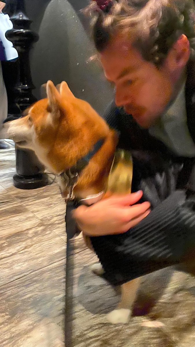 hsdaily's tweet photo. More of Harry and Bell in Japan 🐶 (via bellv2) https://t.co/4Nkm9bzEXb