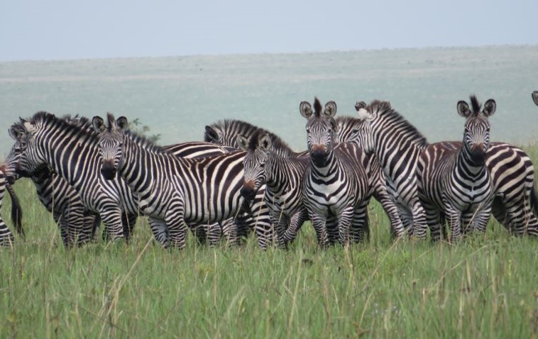 Thin Green Line Foundation UK (@tglfuk) on Twitter photo Happy #InternationalZebraDay!
This brilliant picture comes courtesy of our partners at <a href="/forgottenparksf/">Forgotten Parks Foundation</a> who we worked with a few years ago to help provide GPS equipment for rangers in Upemba National Park, protecting some of DRCs last remaining zebras.
#standwithrangers Happy #InternationalZebraDay!
This brilliant picture comes courtesy of our partners at <a href="/forgottenparksf/">Forgotten Parks Foundation</a> who we worked with a few years ago to help provide GPS equipment for rangers in Upemba National Park, protecting some of DRCs last remaining zebras.
#standwithrangers