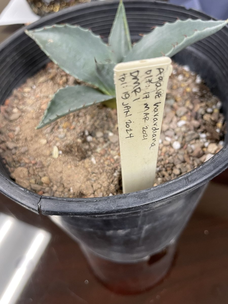 🌎🦅🌎Harvested and shared lettuce grown in our aquaponics system, and received my foster agave plant .❤️ Love our partnerships and opportunities brought through our academy. Thank you Mr. Torres for taking such initiatives. #TeamSISD #BetterTogether #GreenMindsBrightFutures