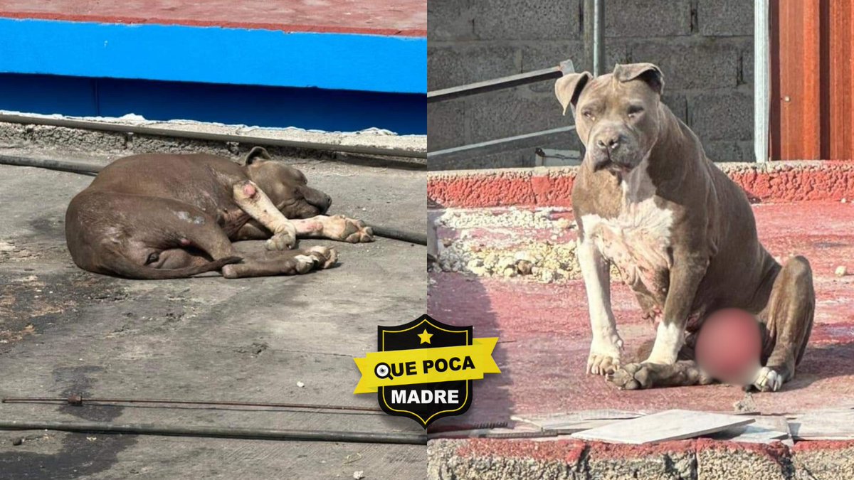 QuePocaMadre_Mx's tweet photo. #Urgente AYUDEMOS A ESTE PERRITO 🚨🐶
#DenunciaCiudadana

"Por favor compartan y etiqueten a rescatistas de la #CDMX y #Edomex para salvar a esta nena que está herida. La dirección es calle 11  #55  en la col. Juárez Pantitlán del municipio de #Nezahualcóyotl."
@propaem_sma https://t.co/fnsAvFoiMA