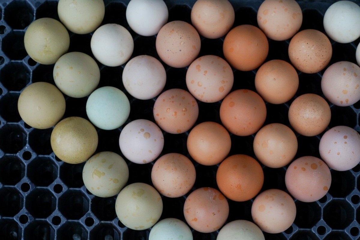 Adam Apple tweet media