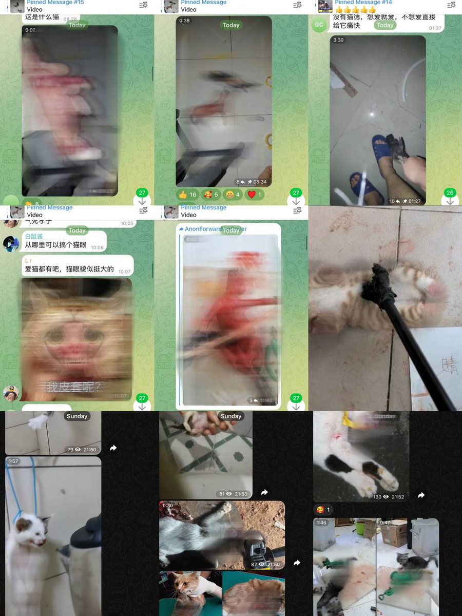 Lucy crew (@lucycrew7) on Twitter photo The absence of a law that protects animals from mistreatment has created monsters who use #telegram #cloudflare without paying the consequences.
<a href="/durov/">Pavel Durov</a> <a href="/eastdakota/">Matthew Prince ๐ฅ</a> <a href="/JackieeeeDutton/">Jackie Dutton</a> do not censor or obscure soul torture groups. Complicit.
#CatAbusersChina The absence of a law that protects animals from mistreatment has created monsters who use #telegram #cloudflare without paying the consequences.
<a href="/durov/">Pavel Durov</a> <a href="/eastdakota/">Matthew Prince ๐ฅ</a> <a href="/JackieeeeDutton/">Jackie Dutton</a> do not censor or obscure soul torture groups. Complicit.
#CatAbusersChina