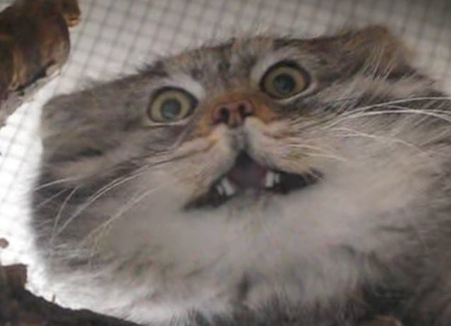 Adamisback tweet media