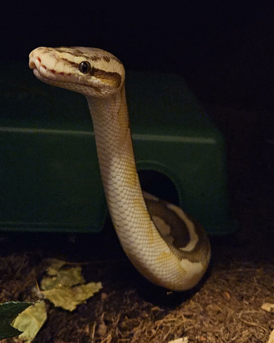 Pianoe82's tweet image. Draco zegt hoi 🥰
#CrazyReptileLady #Koningspython