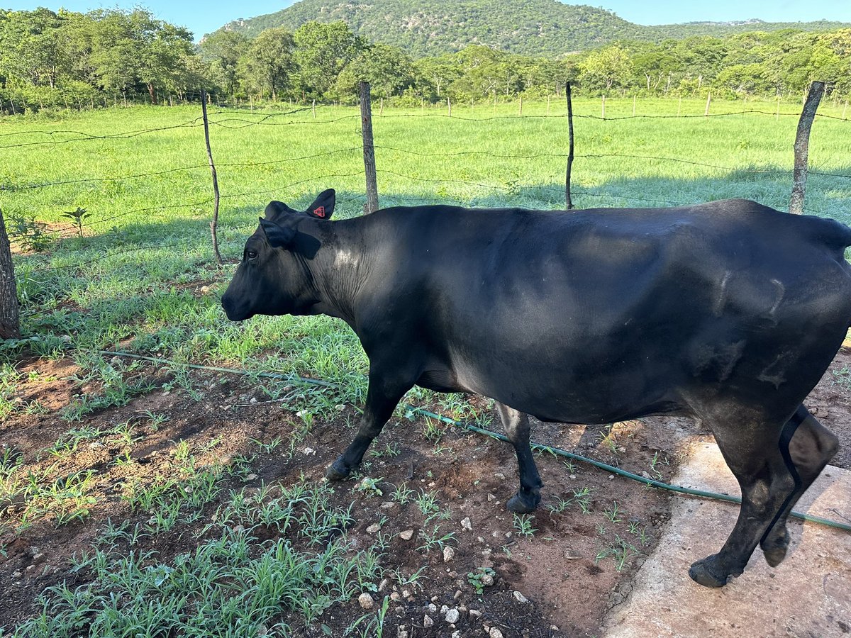Musoni Mashona Stud (MUS) initially acquired pregnant cows from Mark Stubbs, and later introduced a remarkable bull &amp; heifers from Blue Gums.We strongly believe indigenous cattle may be the solution to current challenges, particularly concerning the prevalence of Jan Disease.