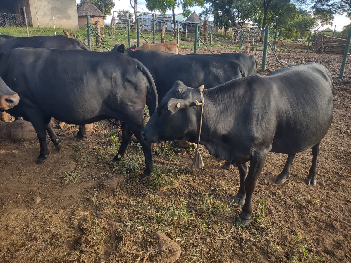 farm215Zviyambe tweet media