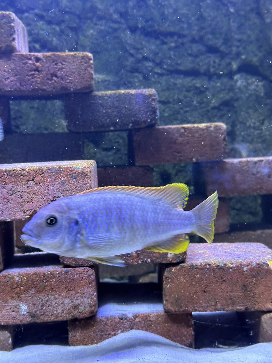 jensagameplayer's tweet photo. Labidochromis Hongi red
.
#aquarium #cichlids #cichlidtank #cichlid #vissen #dieren #aquascape #zoo #malawi #malawicichlids #malawitank #visbak #tank #fishing #vistak #animals #planetzoo #planetzoogame #planetzooideas #game #bb23 #ibes https://t.co/sq4Pixg7xJ