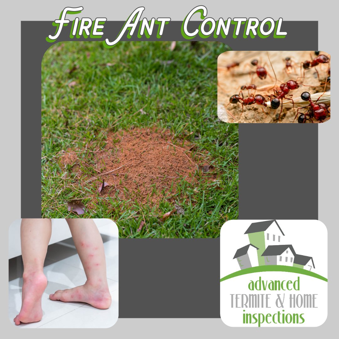 Are fire ants turning your backyard into a no-go zone? Your lawn can be fire ant free with our treatment that last a full year! Call us at 252-229-7221 or visit our website to schedule. Don't let fire ants take over your space! #FireAntExtermination #PestControl #OutdoorLiving