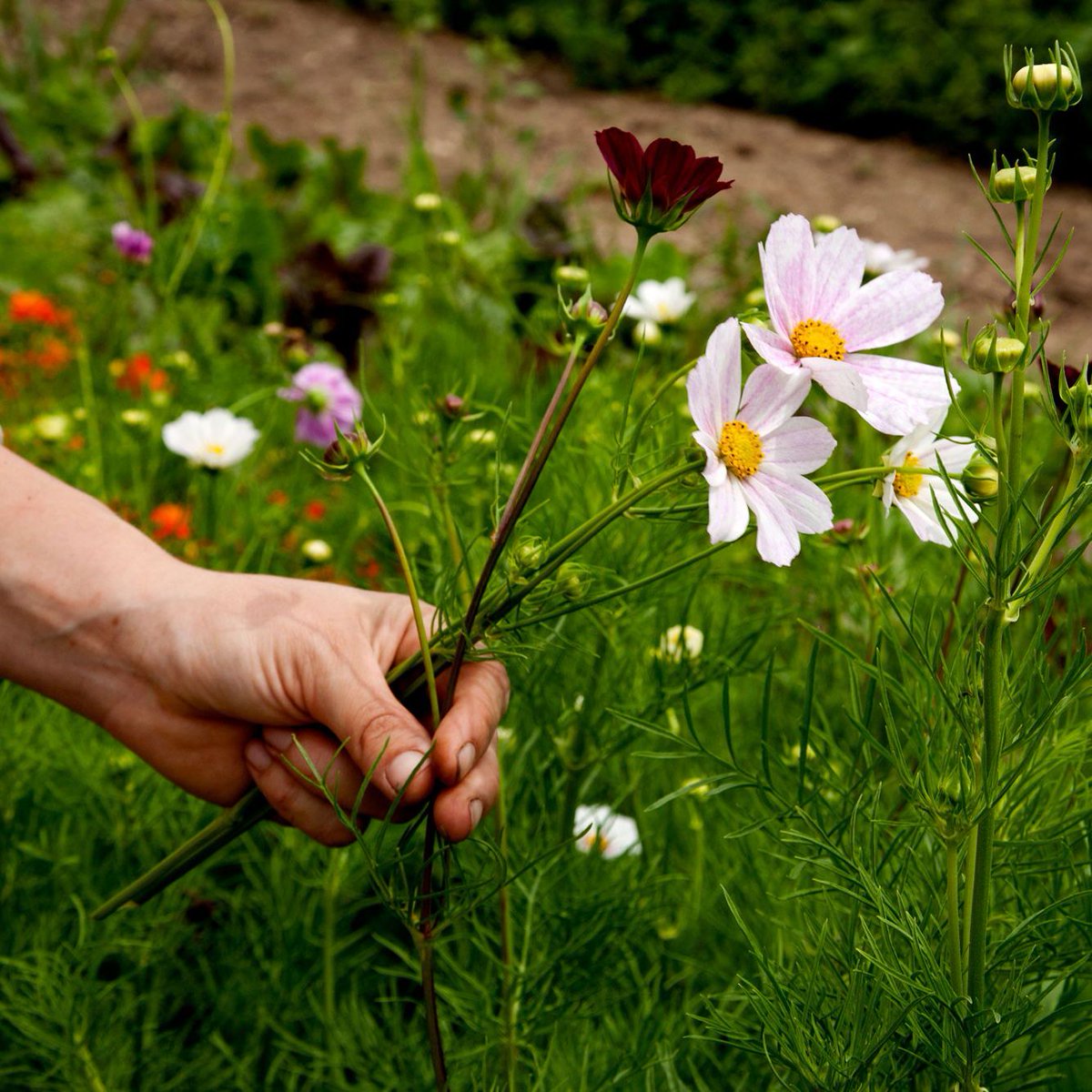Mark your calendar! 📌🌱 Our 2024 volunteer season will run Tuesdays and select Sundays, April 23 – October 29. Individuals ages 18 &amp; up are welcome to join our farmers in the growing fields. All experience levels welcome. Registration now open at buff.ly/43WHwFf