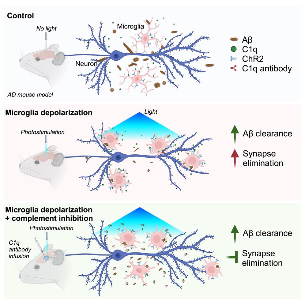 Great work from Yang Zhan and coll. out today in Neuron <a href="/NeuroCellPress/">Neuron</a> using #optogenetics to depolarize #microglia in an #AD mouse model, promoting #amyloid clearance and sparing #synapses via #complement inhibition.
Honored to have contributed! authors.elsevier.com/c/1iWIX3BtfH5N…