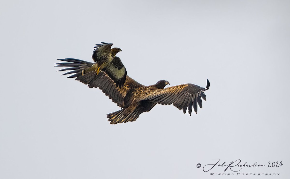 A White tailed Eagle being mobbed by a Common Buzzard. It really shows off the size of the Eagle Ixworth 31/01/2024 @OlympusUK @OMSYSTEMcameras @_BTO @BTO_Suffolk