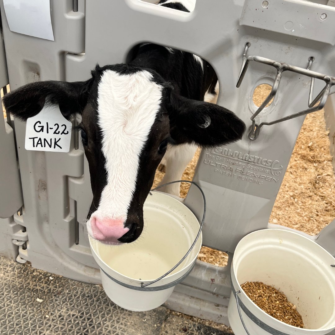 Quality matters! Learn about the impact of water quality and temperature when mixing milk replacer. Check out our #GroFact on the importance of calves having access to water from day 1 here: grobernutrition.com/grofacts/got-w…