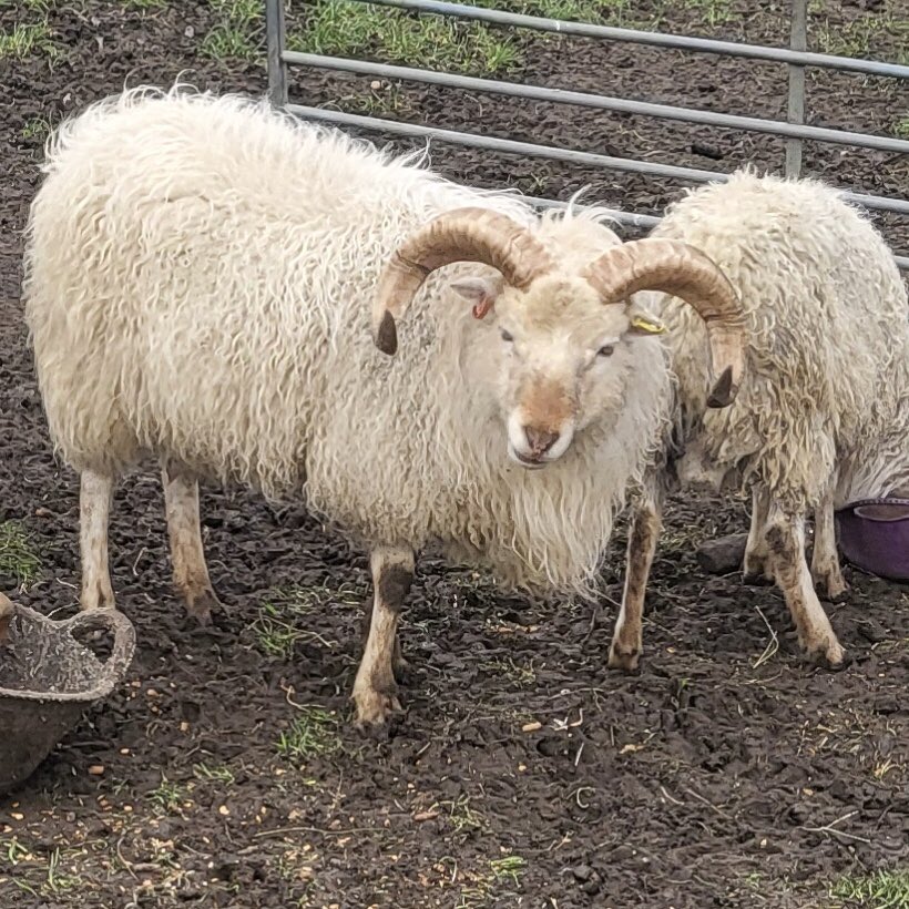 These horns should grow on well over the coming months he might make the show squad yet!