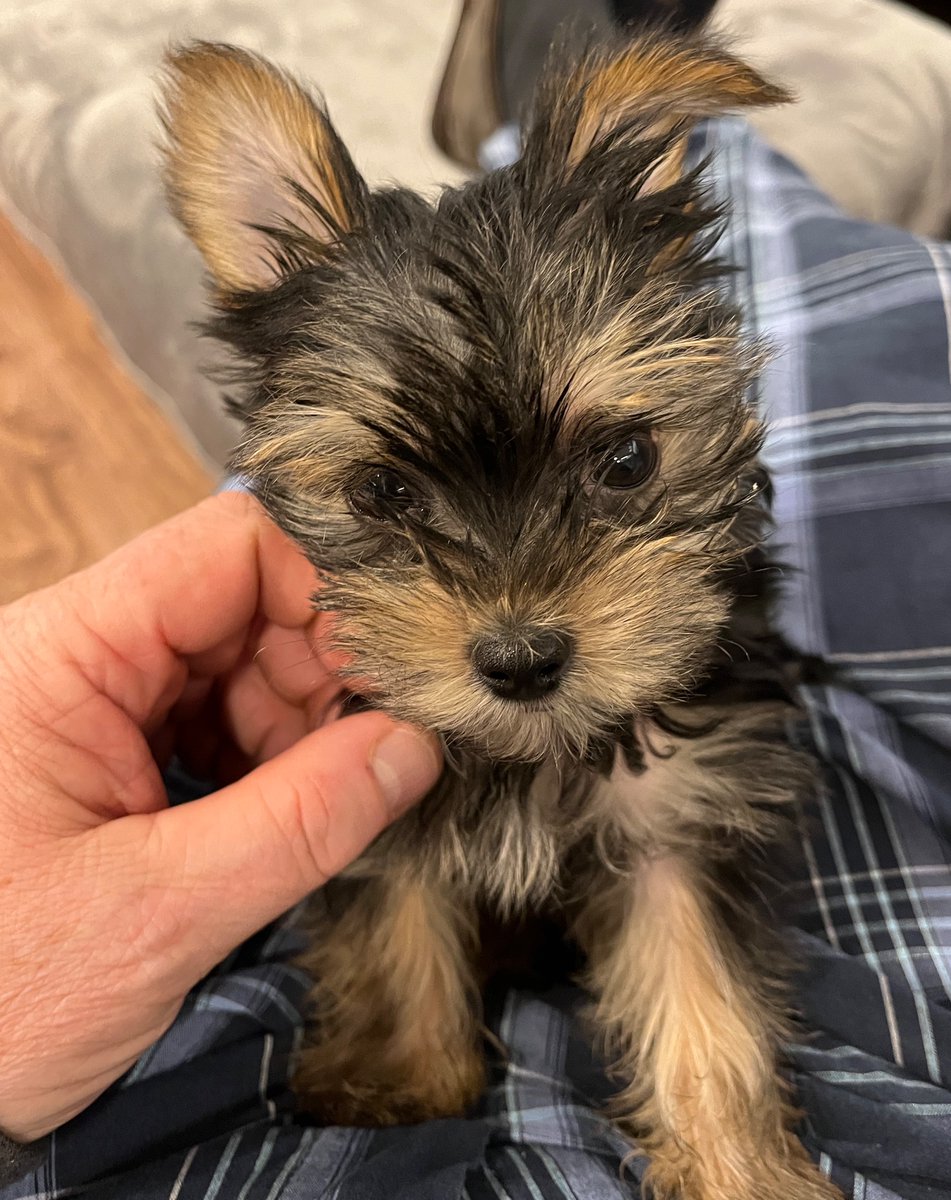 The latest member of the family. Meet Ziggy the very miniature, miniature Yorkshire Terrier @SerafeenaH