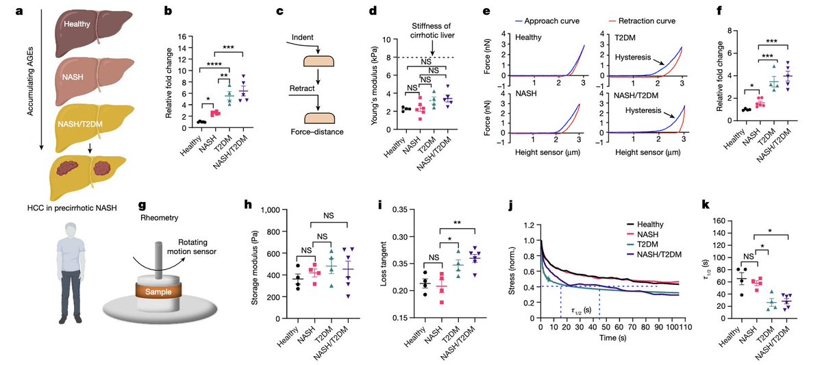 Congrats @TorokNatalie and team on this fantastic work in @Nature! Thanks for including our lab! Take a note #LiverTwitter #GITwitter 'This is clinically very relevant as increasing viscoelasticity could be a risk factor foretelling more invasive features of HCC in NASH/T2DM'