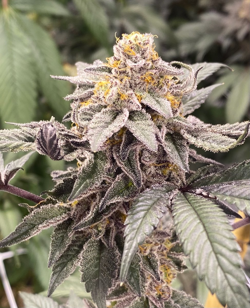 TreezEmerald's tweet photo. Carbon Fiber and its Pheno. 

Stinky &amp; sticky. https://t.co/c9r2mPESwX