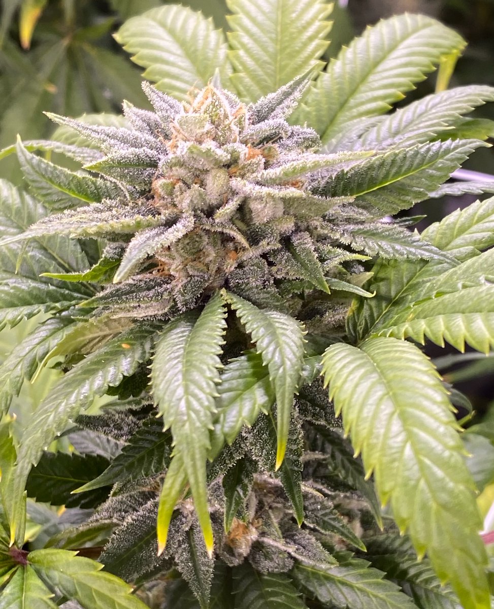TreezEmerald's tweet photo. Carbon Fiber and its Pheno. 

Stinky &amp; sticky. https://t.co/c9r2mPESwX