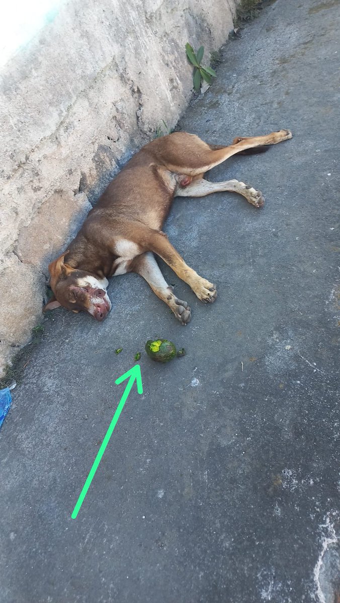 219Jdaniel's tweet image. Para los que no conocen la raza de perros aguacateros. Acá les dejo la foto de uno