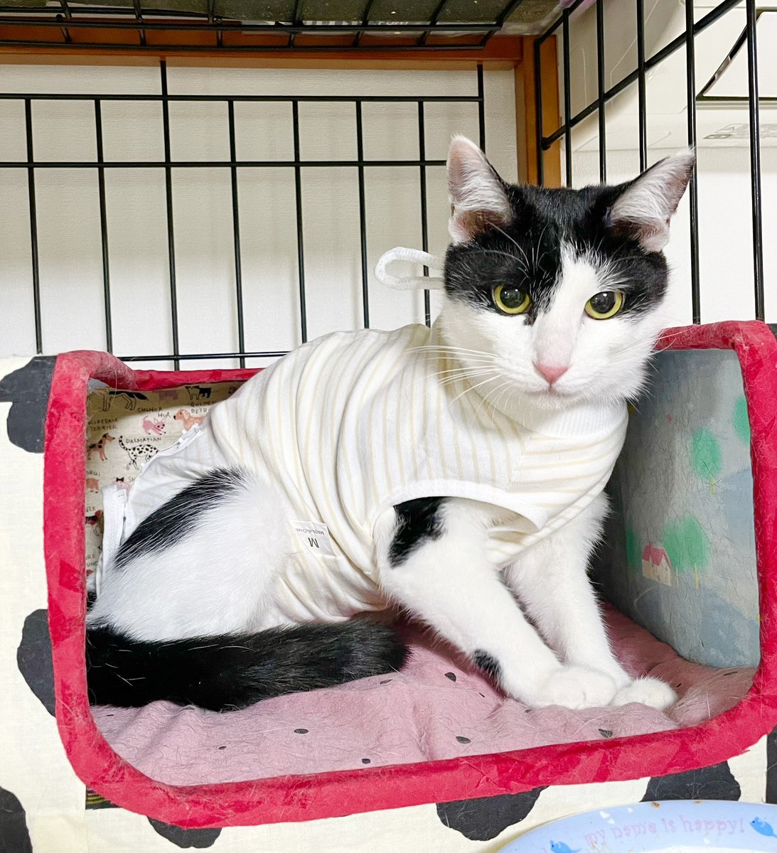 「昨日、子猫姉妹のモーちゃんとミーちゃんの避妊手術が無事終わり 今朝ようやくケージ」|大和なでしこのイラスト