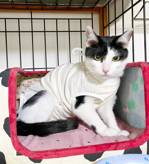 昨日、子猫姉妹のモーちゃんとミーちゃんの避妊手術が無事終わり 今朝ようやくケージから出せました!! 傷を舐めないように服も着せていただきました! 早く元気になってね