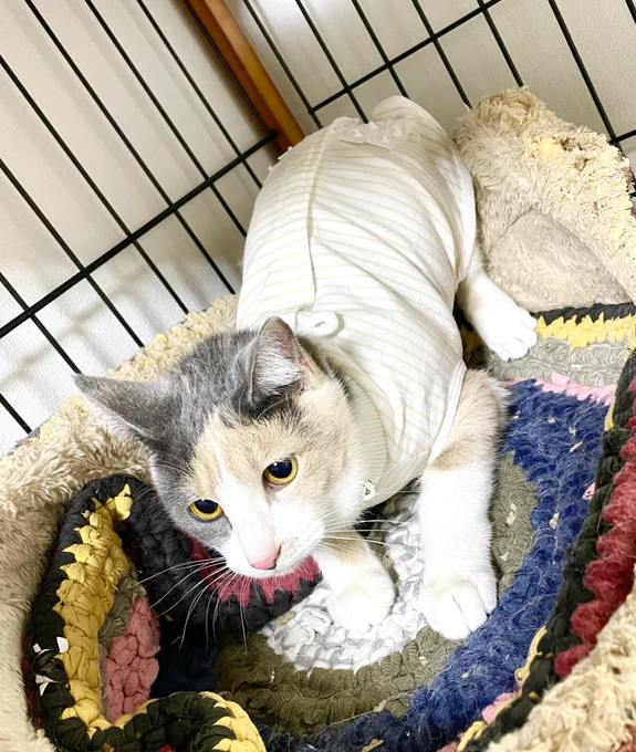 昨日、子猫姉妹のモーちゃんとミーちゃんの避妊手術が無事終わり 今朝ようやくケージから出せました!! 傷を舐めないように服も着せていただきました! 早く元気になってね
