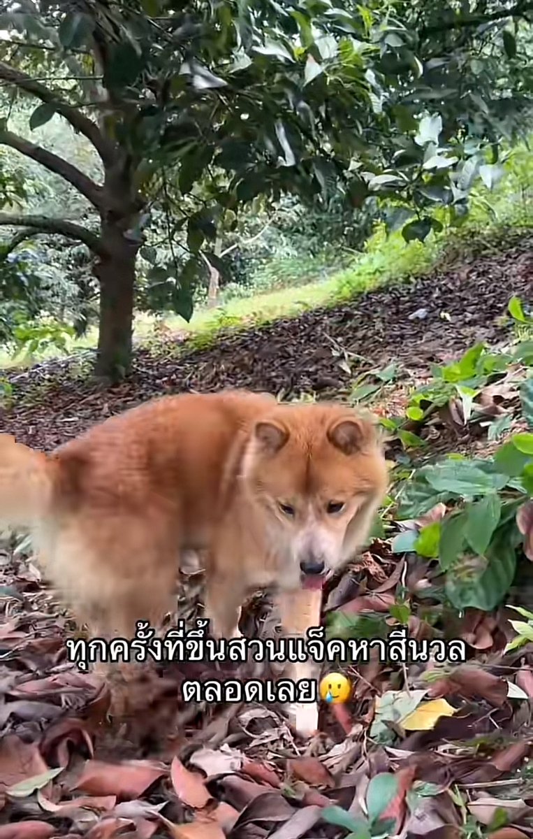 ละน้องสีนวลเมียไอ่แจ็คจากไปแล้ว เราเส้าอยู่หลายวัน น้องโดนคนใจร้ายวางยา แล้วไอ่แจ็คจากที่ไม่ยอมรับลูกมัน มันเล่นกับลูก เลี้ยงลูกแทนสีนวล แบบอบอุ่นมาก หมามัยรู้ความจริงๆ แล้วน้องวัวกับน้องวิเชียร์โตไวมาก