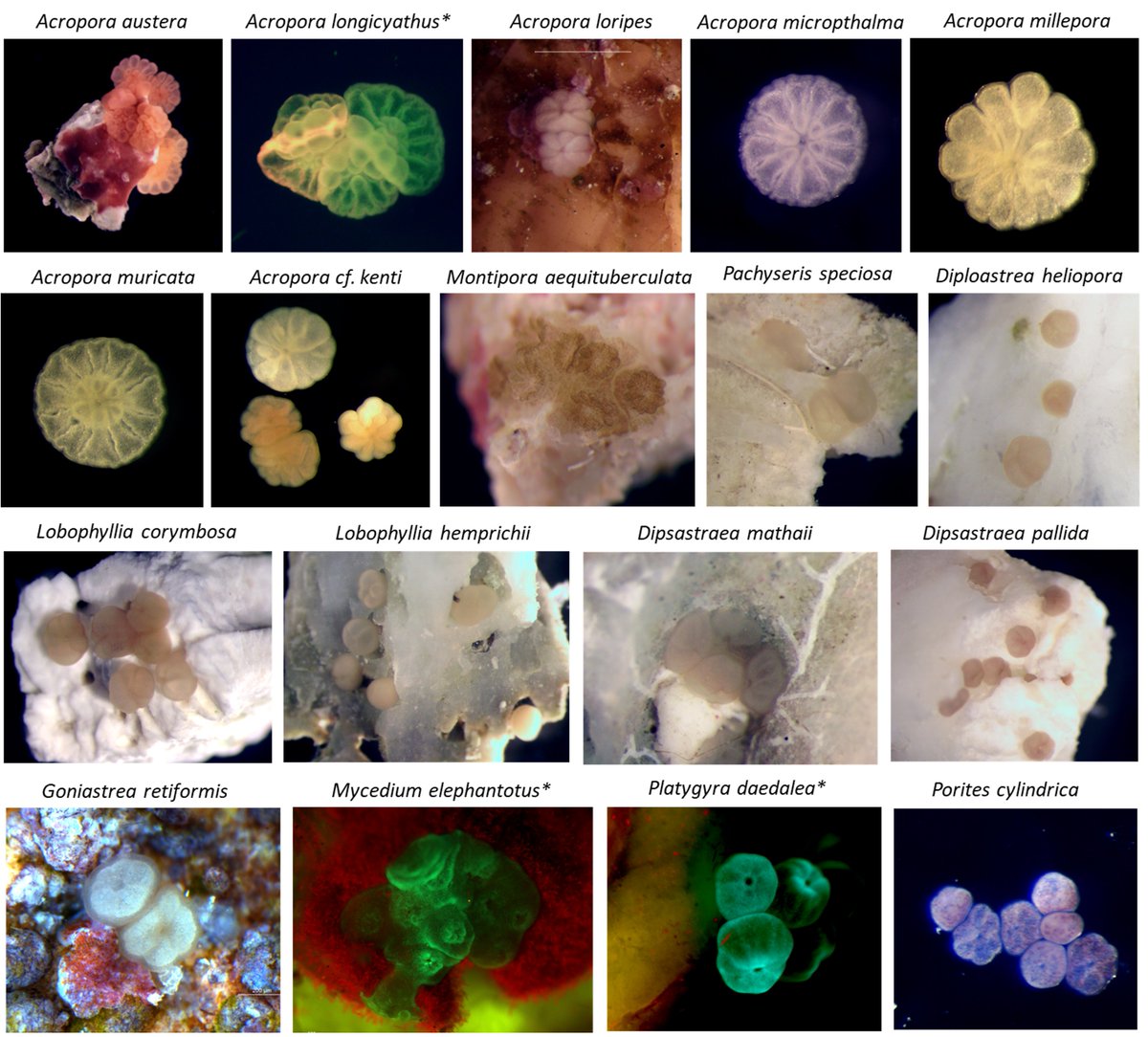 Carly Randall (@drcarlyrandall) on Twitter photo Interested to learn more about variability in precompetency of coral taxa?
I'm thrilled to finally share our new study in <a href="/CommsBio/">Communications Biology</a>, the culmination of nearly 4 years of testing across 25 species! Thanks to <a href="/SeaSim_AIMS/">SeaSim</a> for all the spawning support! #ACRRI #RRAP <a href="/aims_gov_au/">Australian Institute of Marine Science</a> Interested to learn more about variability in precompetency of coral taxa?
I'm thrilled to finally share our new study in <a href="/CommsBio/">Communications Biology</a>, the culmination of nearly 4 years of testing across 25 species! Thanks to <a href="/SeaSim_AIMS/">SeaSim</a> for all the spawning support! #ACRRI #RRAP <a href="/aims_gov_au/">Australian Institute of Marine Science</a>