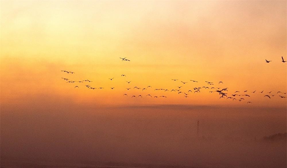 ExploreGansu's tweet photo. 🎨➰A breathtaking winter scene in Gaotai county, Zhangye, #Gansu province!
🔅🐦The glorious beams of the rising sun crossing the sky, sparkle on the chilly mist, creating a fairyland backdrop for flocks of swans. #CharmingGansu #GansuGlance #NaturalBeauty https://t.co/RgF8UVDeW9