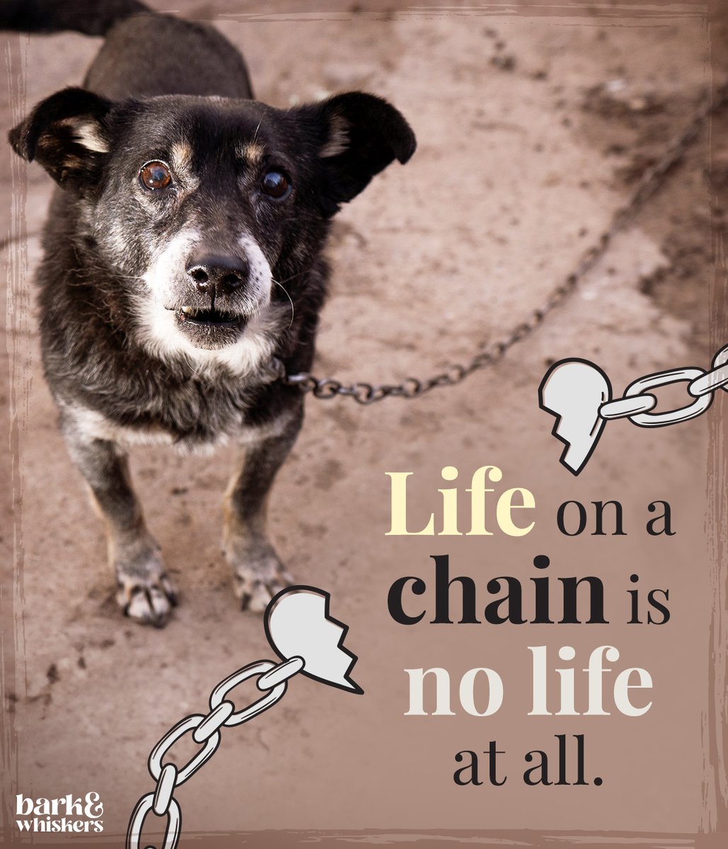 bark_whiskers's tweet photo. Moving freely and living comfortably within the safety of a warm, loving home should not be a luxury for dogs – it’s a right every pet deserves. 🏡
#HaveAHeartForChainedDogsWeek #EndDogChaining #FreedomForEveryPet #UnchainDogs https://t.co/oE9wHaXN2X