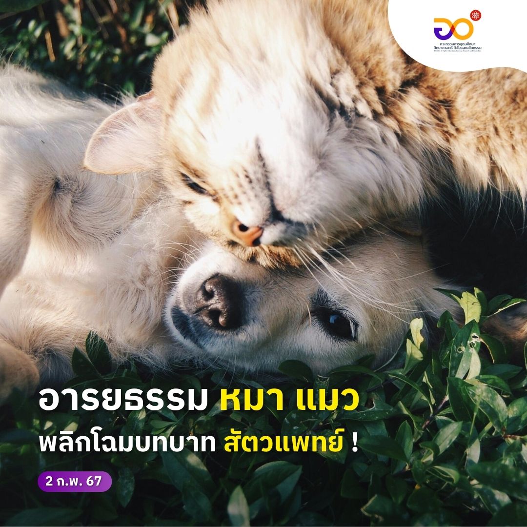 MHESIThailand's tweet photo. #อวAllAround ขอพาไปรู้จักกับ เส้นทางการเรียนรู้ สู่วิชาชีพ ‘สัตวแพทย์’ ‘คนกลาง’ ที่ทำหน้าที่ดูแลสุขภาพและการรักษาโรคเจ้าตูบเจ้าเหมียว ให้แข็งแรง ตามต่อที่เพจ #MHESIPEDIA

#MHESI #อว #รีวิว #สัตวแพทย์ #จุฬาลงกรณ์มหาวิทยาลัย #Chula #TCAS #เรียนต่อ #TCAS67 #dek67 https://t.co/C9RfgPxHRl