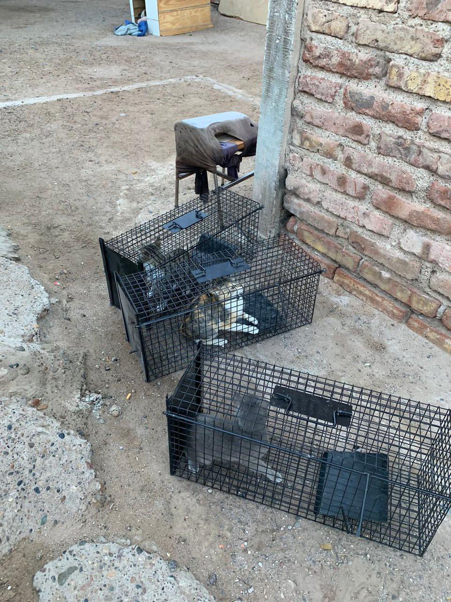 GiovanettL's tweet photo. Programa C.E.A.F
#BarrioConfluencia
#BarrioProgreso #BarrioAltaBarda
🐈⬛Capturamos 6 gatos adultos hembras y machos quieres fueron castrados , vacunados dosis Antirrábica
#ProteccionANH #CiudadSaludable
@DDHH_RI_CI @munineuquen
@MarianoGaidoOk https://t.co/wojJ7oUTAF