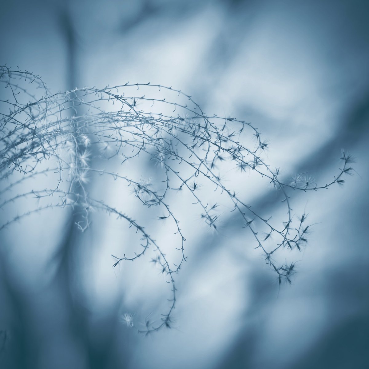 ・
ｆｅｂｒｕａｒｙ
・
・
#nature #wind #ススキ
#fluffy #pampasgrass #naturelovers #flowerlovers 
#february #2月
#naturephotograph