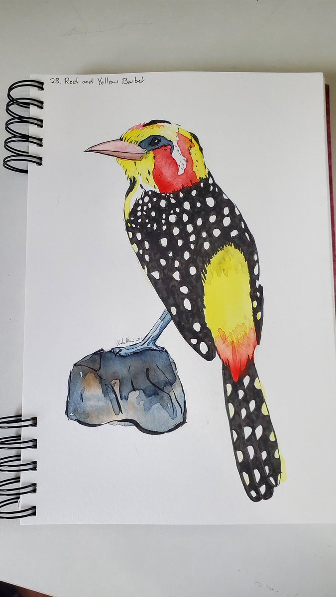 #Birbfest2024 28. Red and Yellow Barbet.
#birbfest #Watercolors