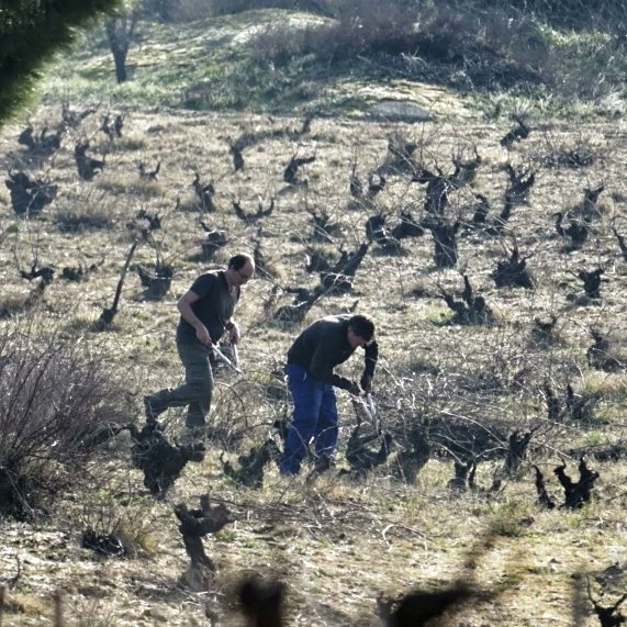 Valleyglesias's tweet photo. Muchísimo trabajo por hacer en esta viña. Ya queda menos... A lot of work to do in this vineyard. Less is left.. #poda #prunning https://t.co/NaPMSo19Qs