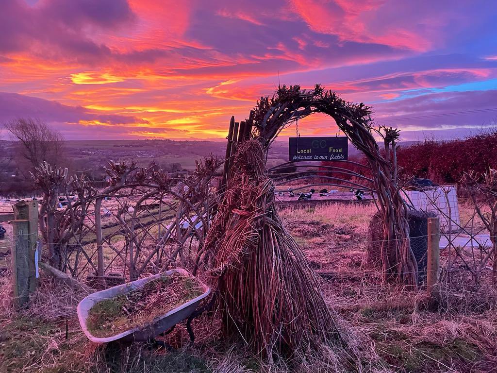 Beautiful sunrise over our Ovington fields this morning. Featuring ‘Willow-mena” our willow lady! #Northumberlandskies #localfood