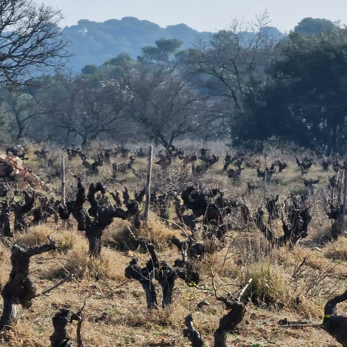 Muchísimo trabajo por hacer en esta viña. Ya queda menos... A lot of work to do in this vineyard.  Less is left.. #poda #prunning