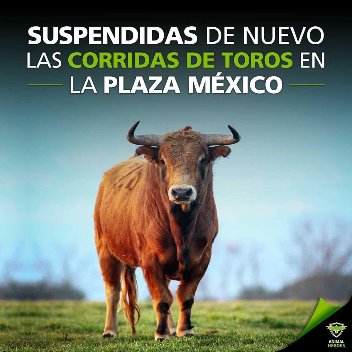 chikis6377's tweet photo. Una jueza federal vuelve a suspender las corridas de toros en la Plaza Monumental de México!!🇲🇽 

Señores esto SÍ es una verdadera FIESTA..!!🥳🎉👏🏼👏🏼👏🏼👏🏼
#NoALasCorridasDeToros 
#Toros
#LaUnionHaceLaFuerza 
#YoSoyLaVozDeLosQueNoTienenVoz https://t.co/EPQagButfd