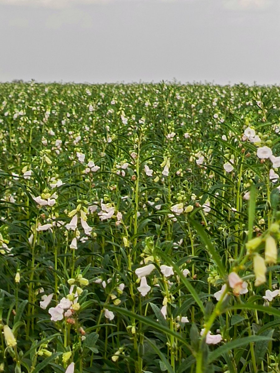 agriculgada's tweet photo. #Turen no solo da #Girasoles hermosos! También tenemos bellísimos campos de florecillas blancas del #Ajonjolí como me maravilla la vida! Gracias Dios por tan bello espectáculo https://t.co/1pPecf2fwb