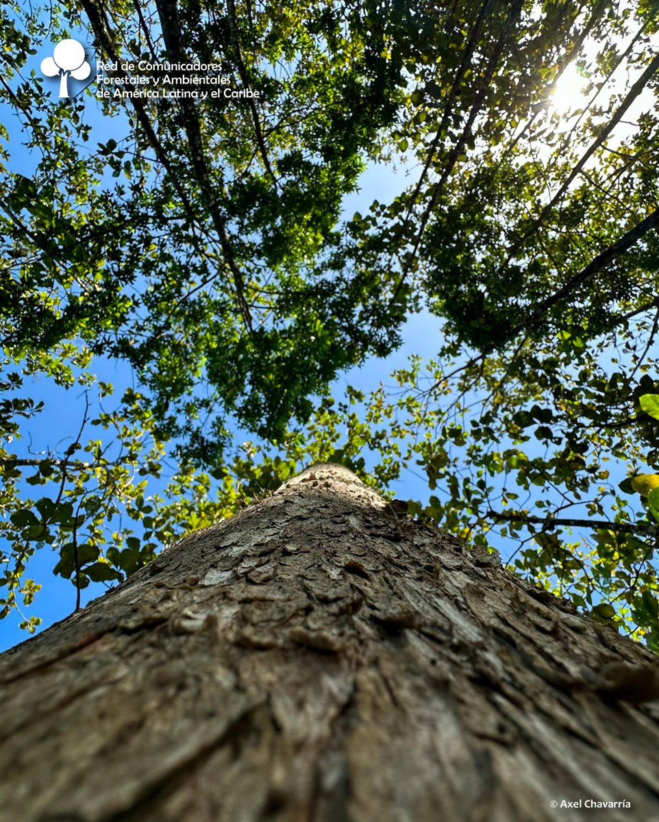 #DíadeEducaciónAmbiental
Las plantaciones forestales 🌳 pueden suministrar materia prima a industrias madereras competitivas, que contribuyen al desarrollo sostenible.
En el 🌍, el 44% de las plantaciones forestales 🌳 están compuesto por especies introducidas.
F.: FAO
Axel C. 📸